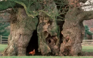 what's on at the cheltenham science festival