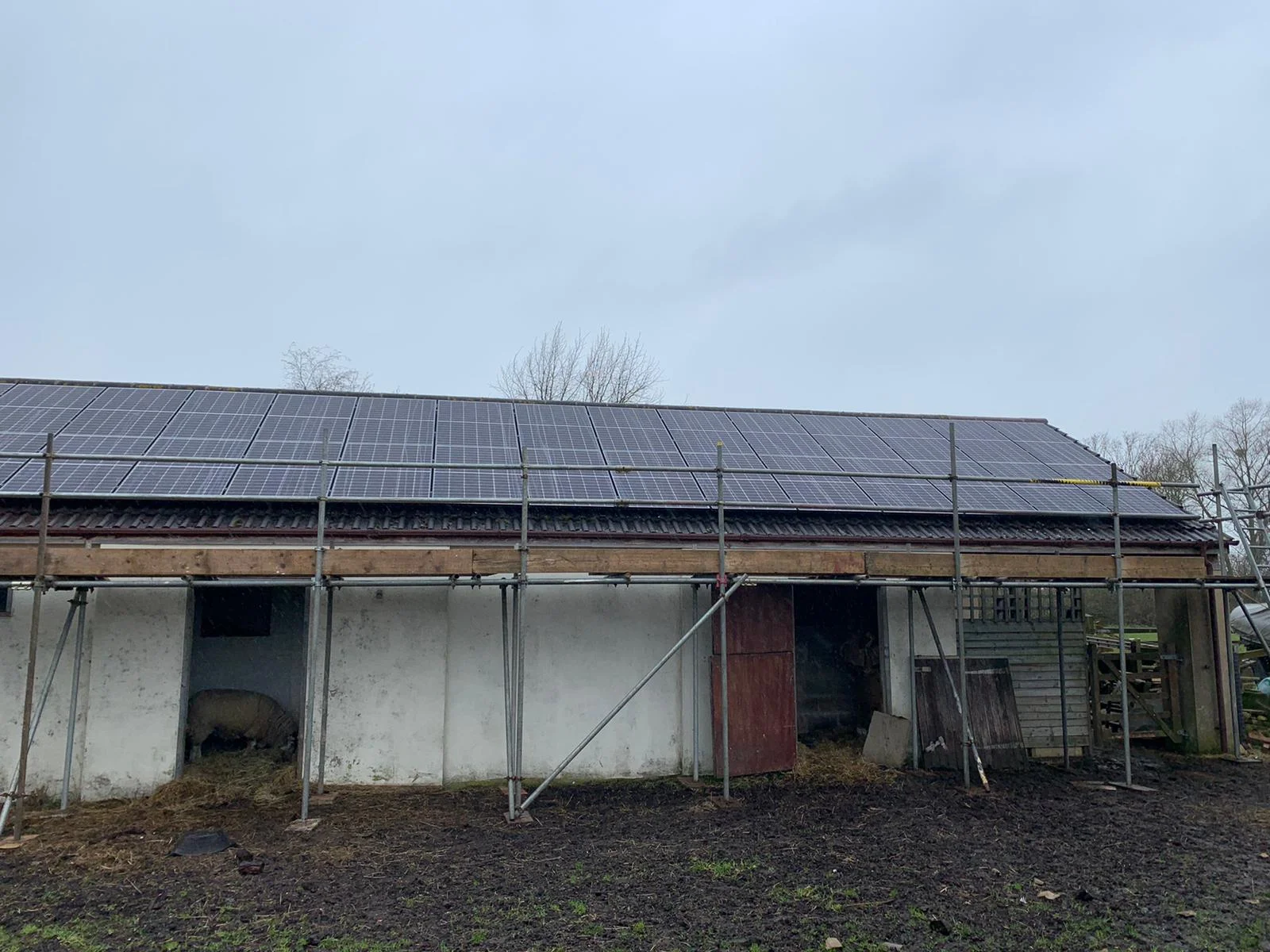 forevergreenenergy (101)