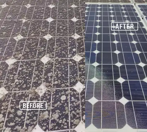 lichen-on-solar-panel-before-and-after-cleaning